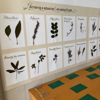 Herbário do 2º ciclo
